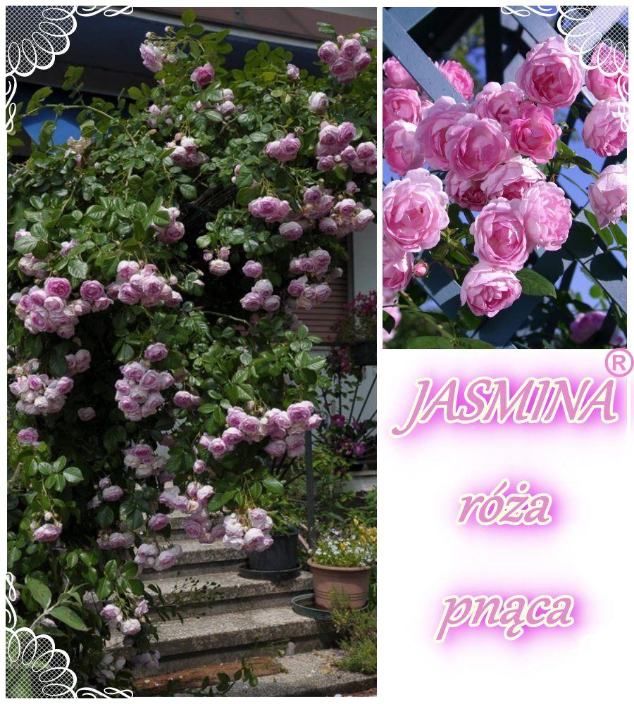 Jasmina róże pnące kol